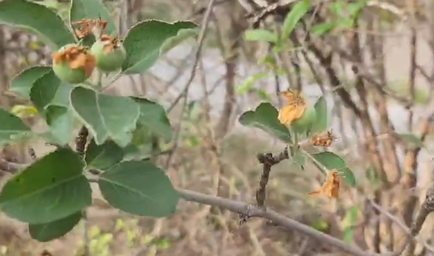 Osmaniye'de Elma Ve İncirler İkinci Kez Hasat Veriyor (1)
