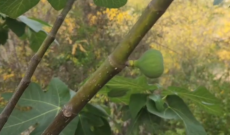 Osmaniye'de Elma Ve İncirler İkinci Kez Hasat Veriyor (2)