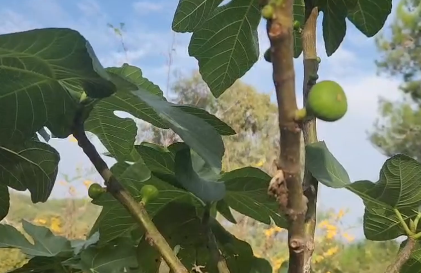 Osmaniye'de Elma Ve İncirler İkinci Kez Hasat Veriyor (3)