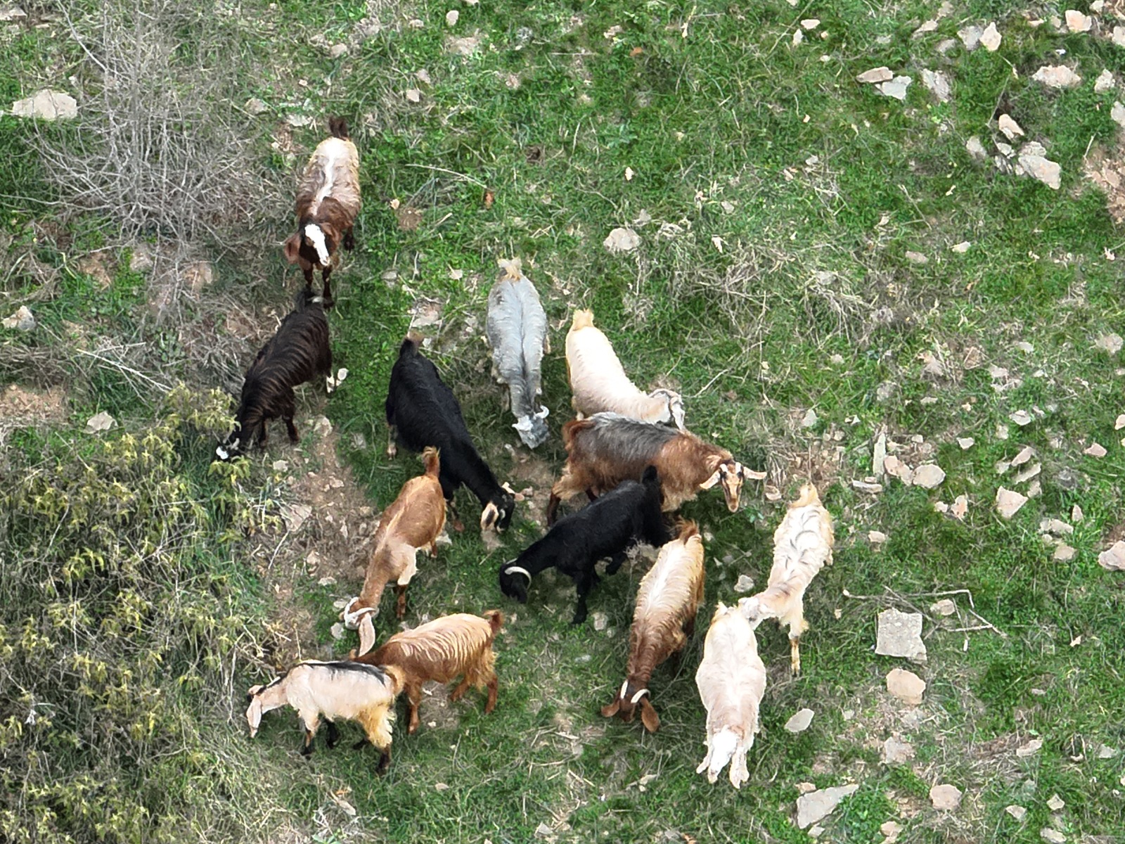 Osmaniye'de Kayıp 15 Keçi Dronla Bulundu (1)