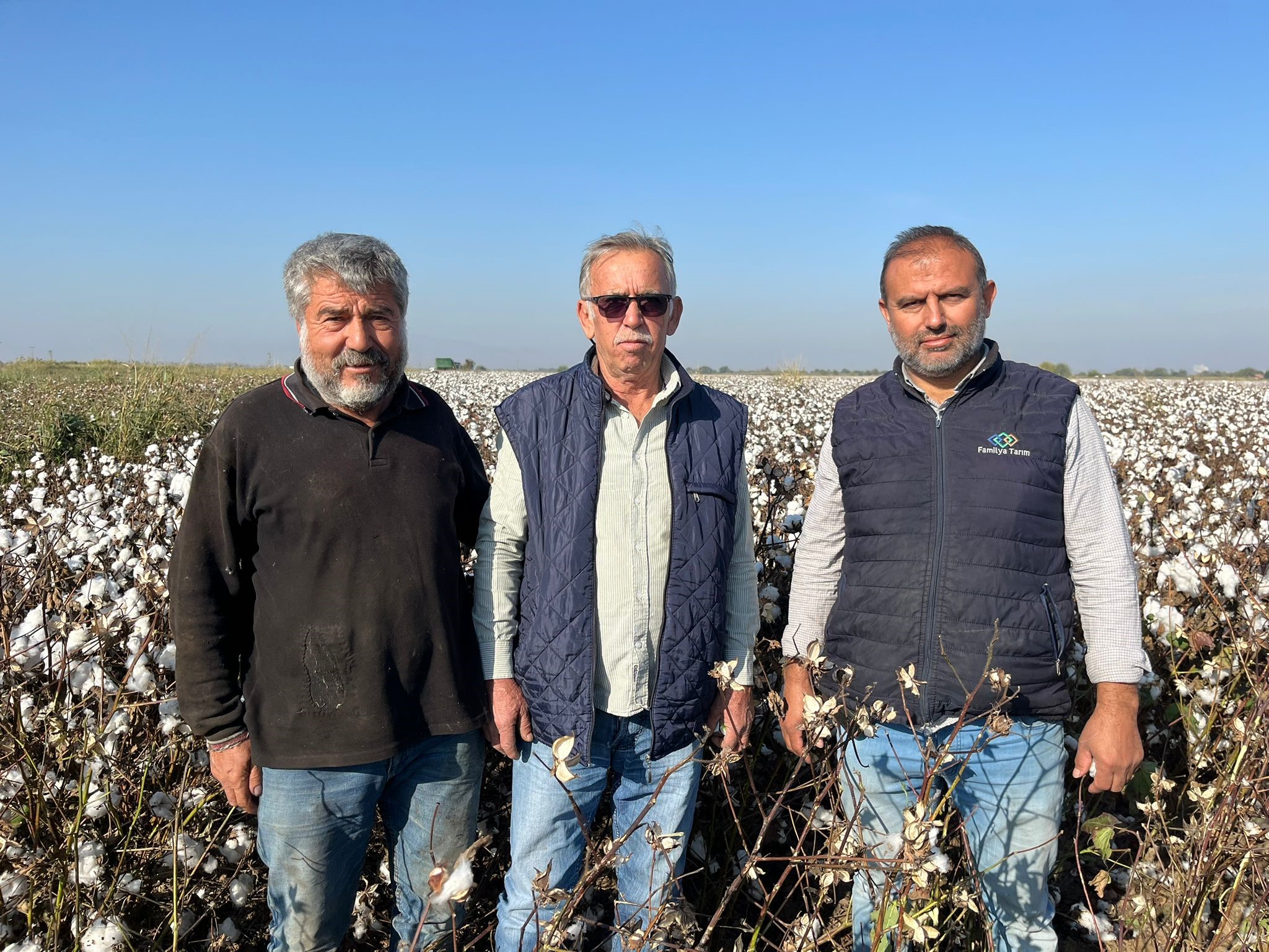 Yağışlar Pamuk Üreticisini Vurdu Kalite Düştü (1)