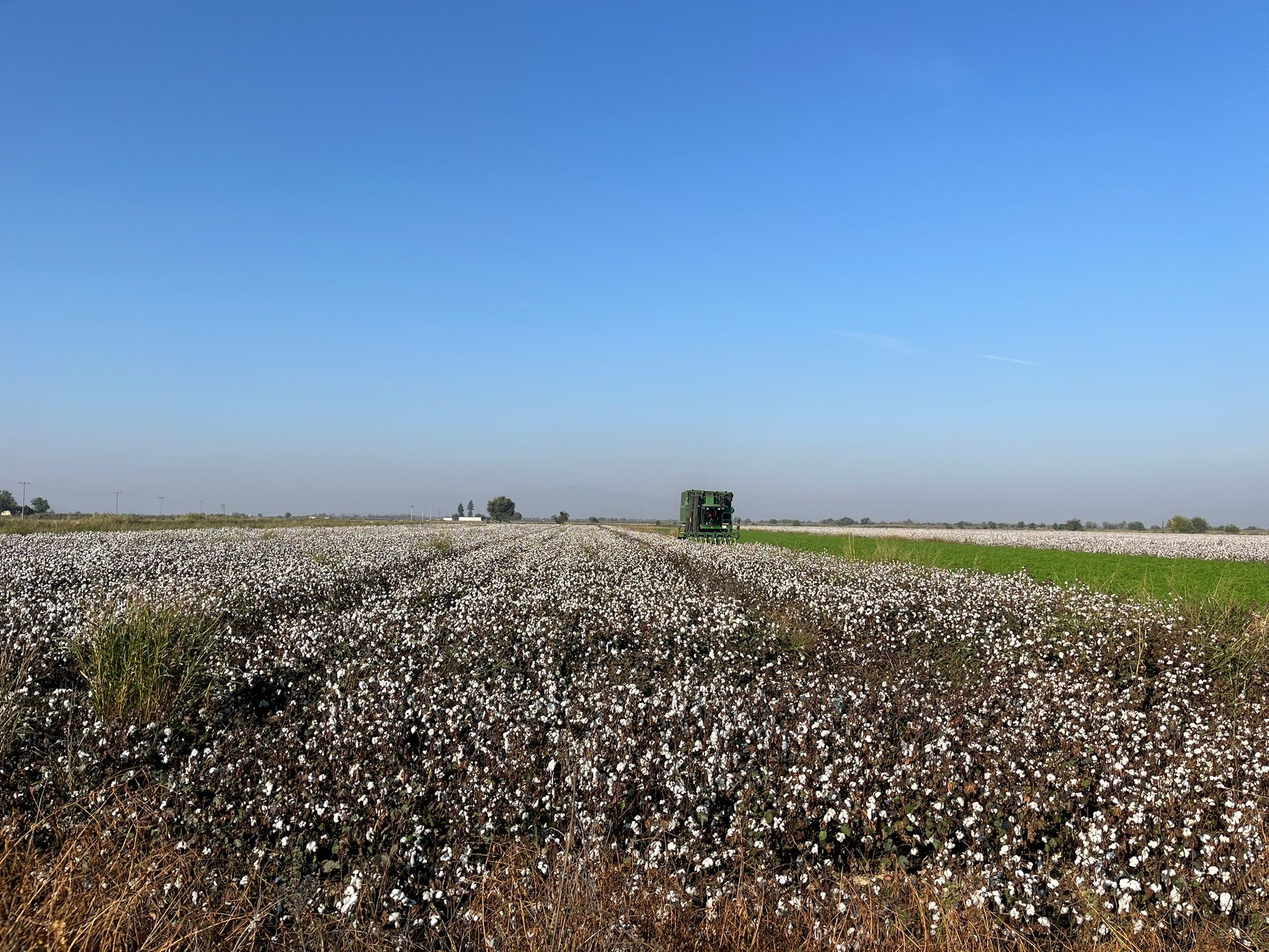 Yağışlar Pamuk Üreticisini Vurdu Kalite Düştü (2)