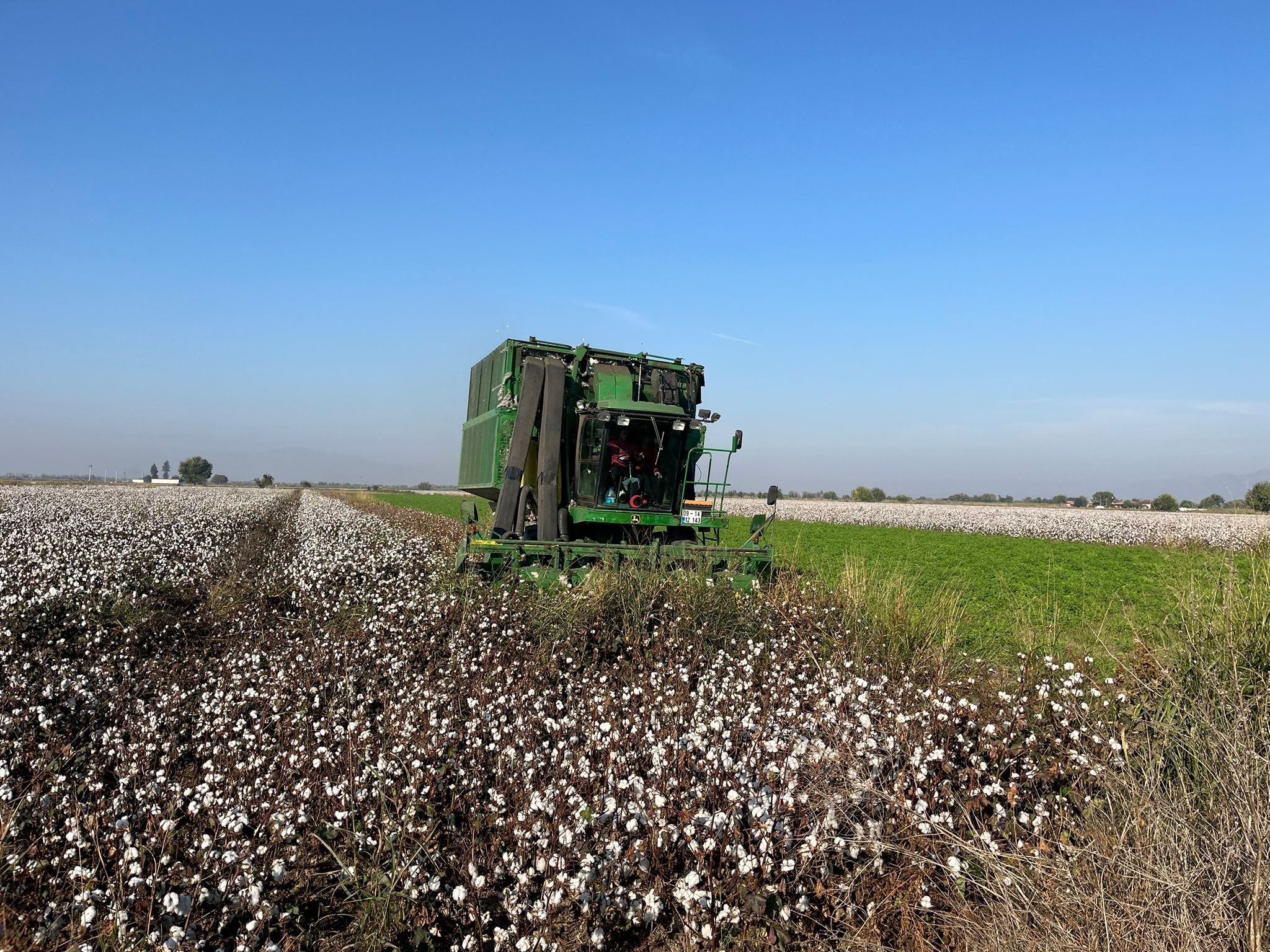 Yağışlar Pamuk Üreticisini Vurdu Kalite Düştü (4)