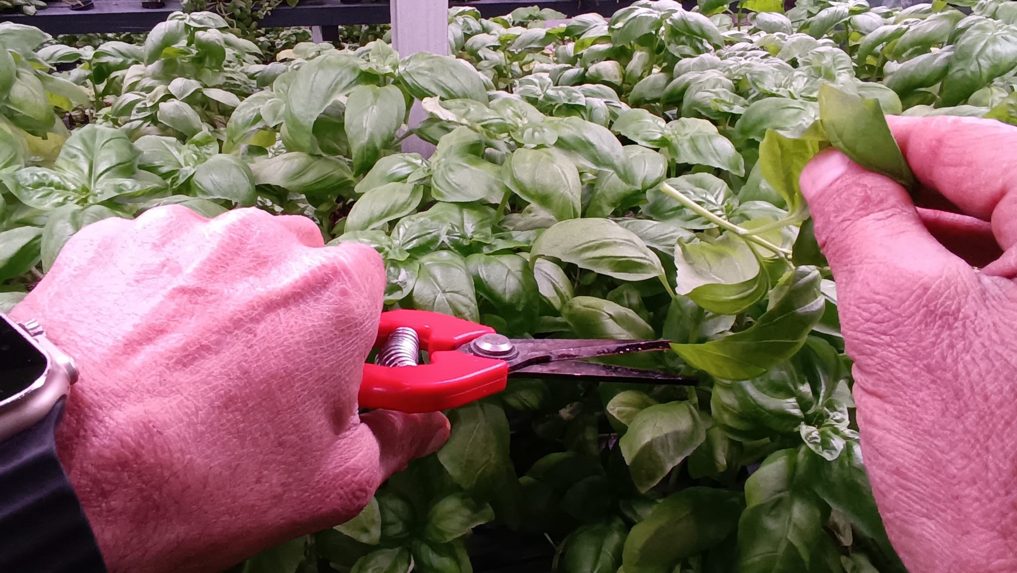 30 Milyonluk Dikey Tarım Yüzde 95 Su Tasarrufu (1)