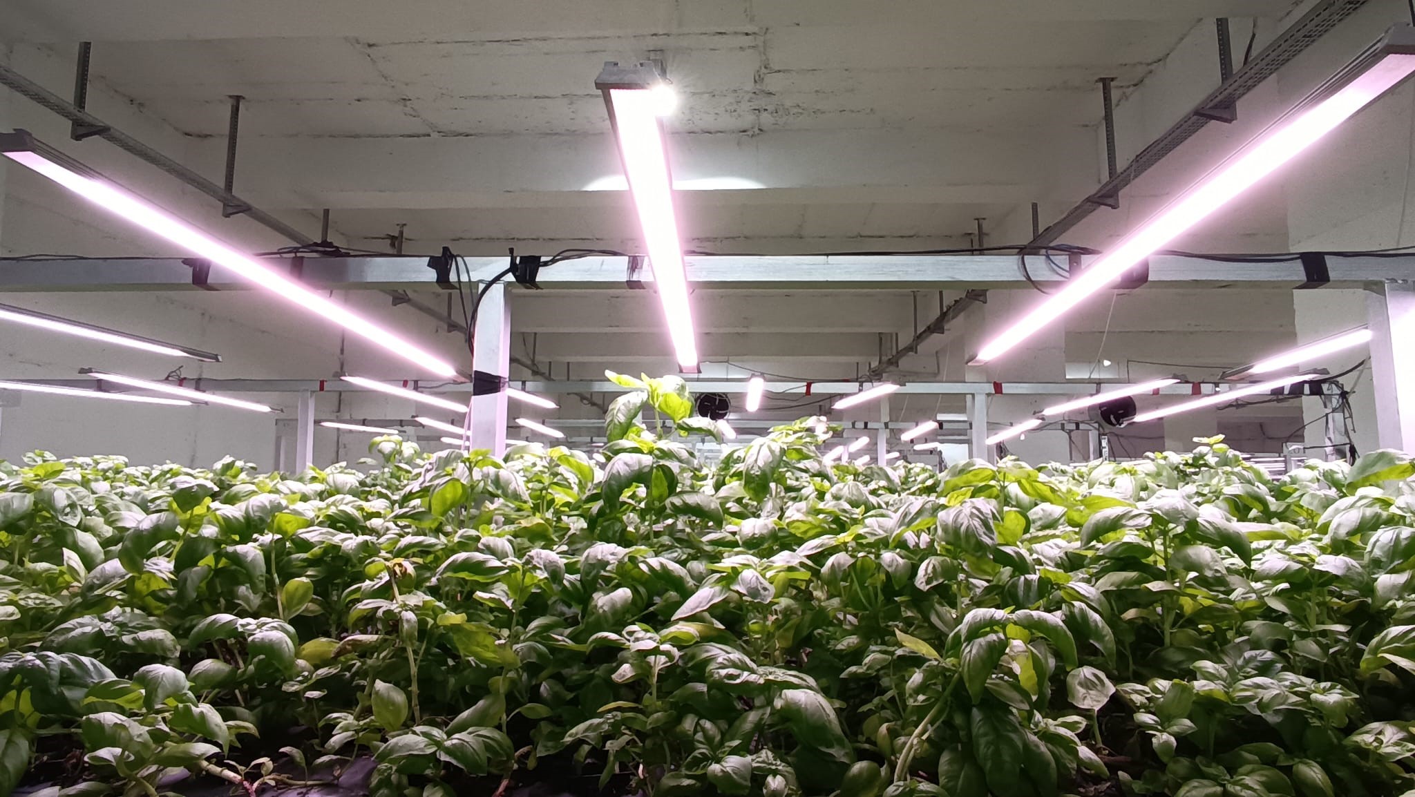 30 Milyonluk Dikey Tarım Yüzde 95 Su Tasarrufu (4)