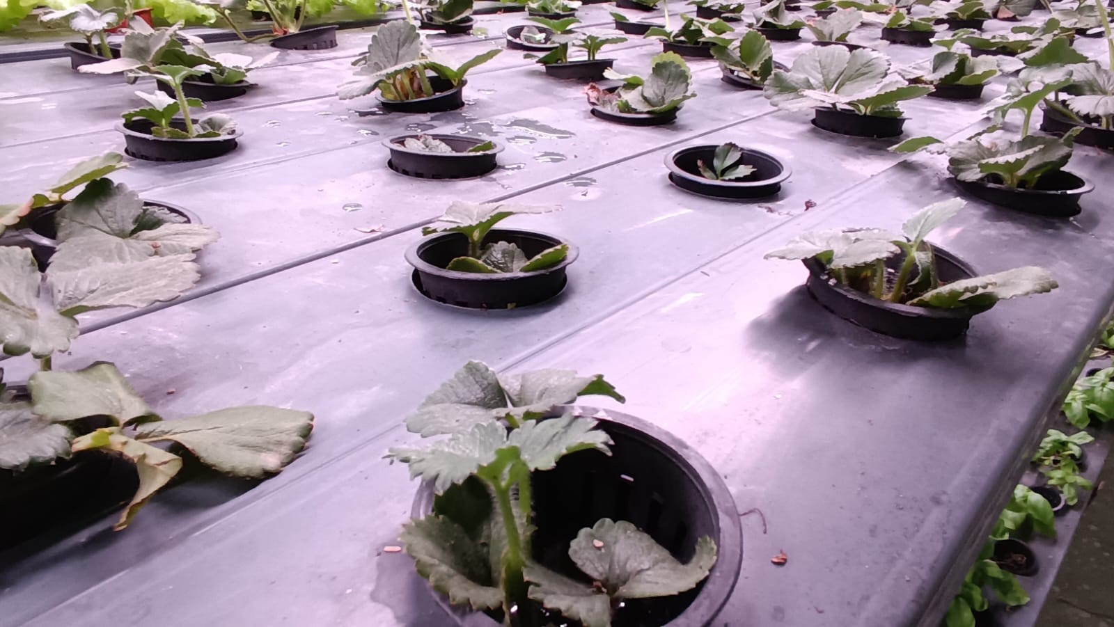 30 Milyonluk Dikey Tarım Yüzde 95 Su Tasarrufu (5)