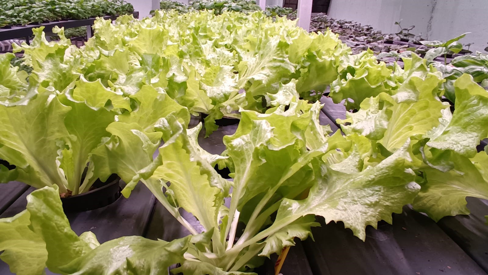 30 Milyonluk Dikey Tarım Yüzde 95 Su Tasarrufu (6)