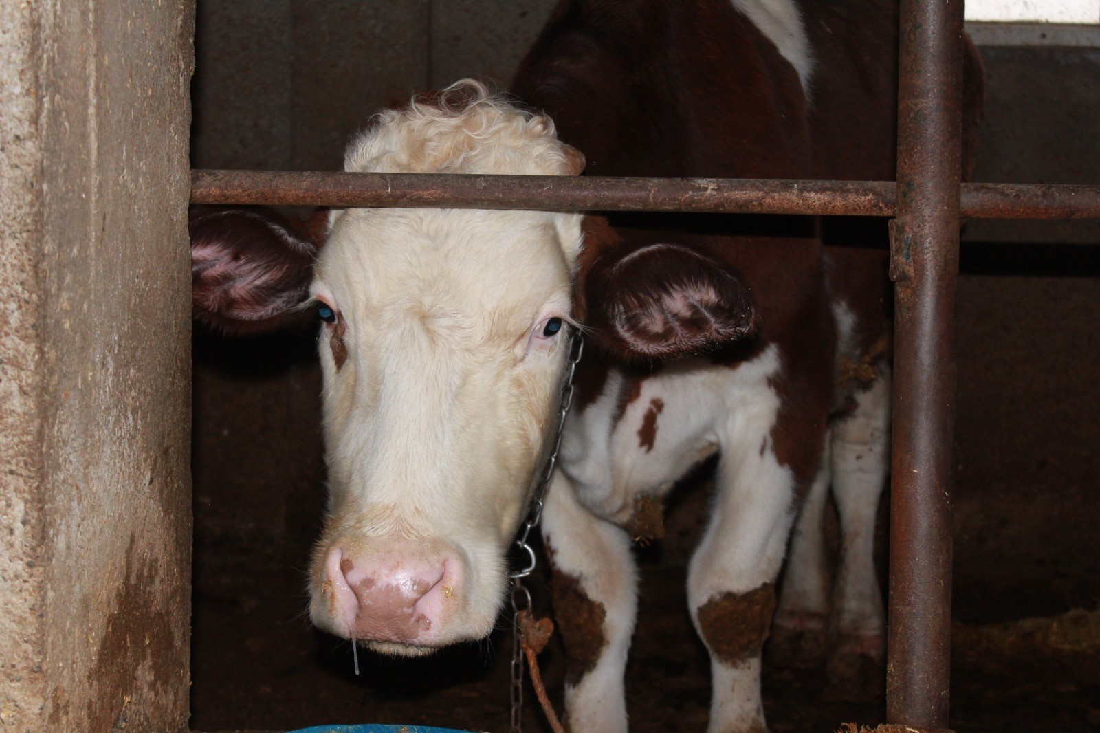 54 Hayvan Art Arda Öldü