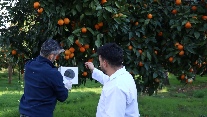 Antalya’da 6 Milyon Faydalı Böcek Narenciyeyi Koruyor (1)-1