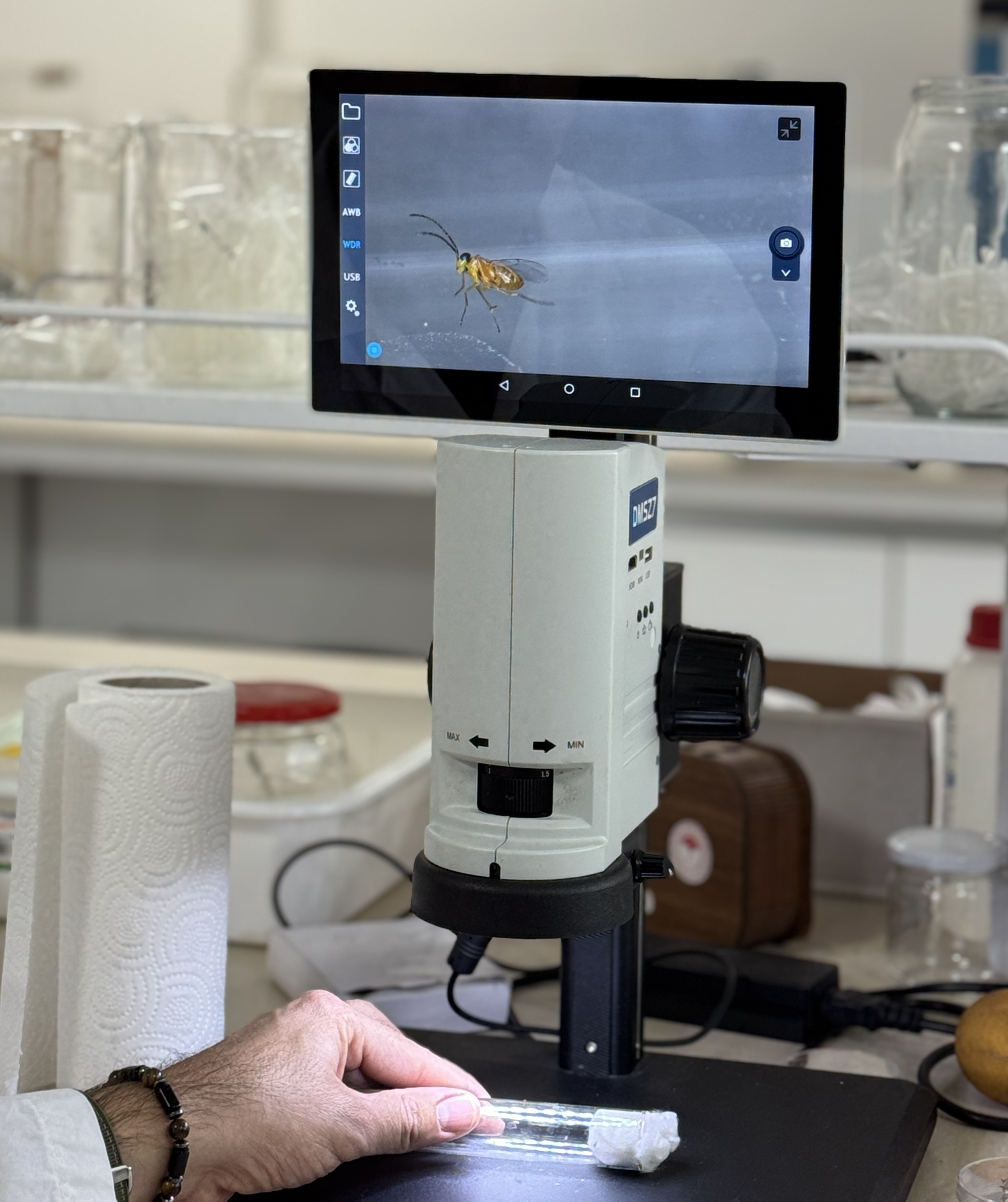 Antalya’da 6 Milyon Faydalı Böcek Narenciyeyi Koruyor (3)