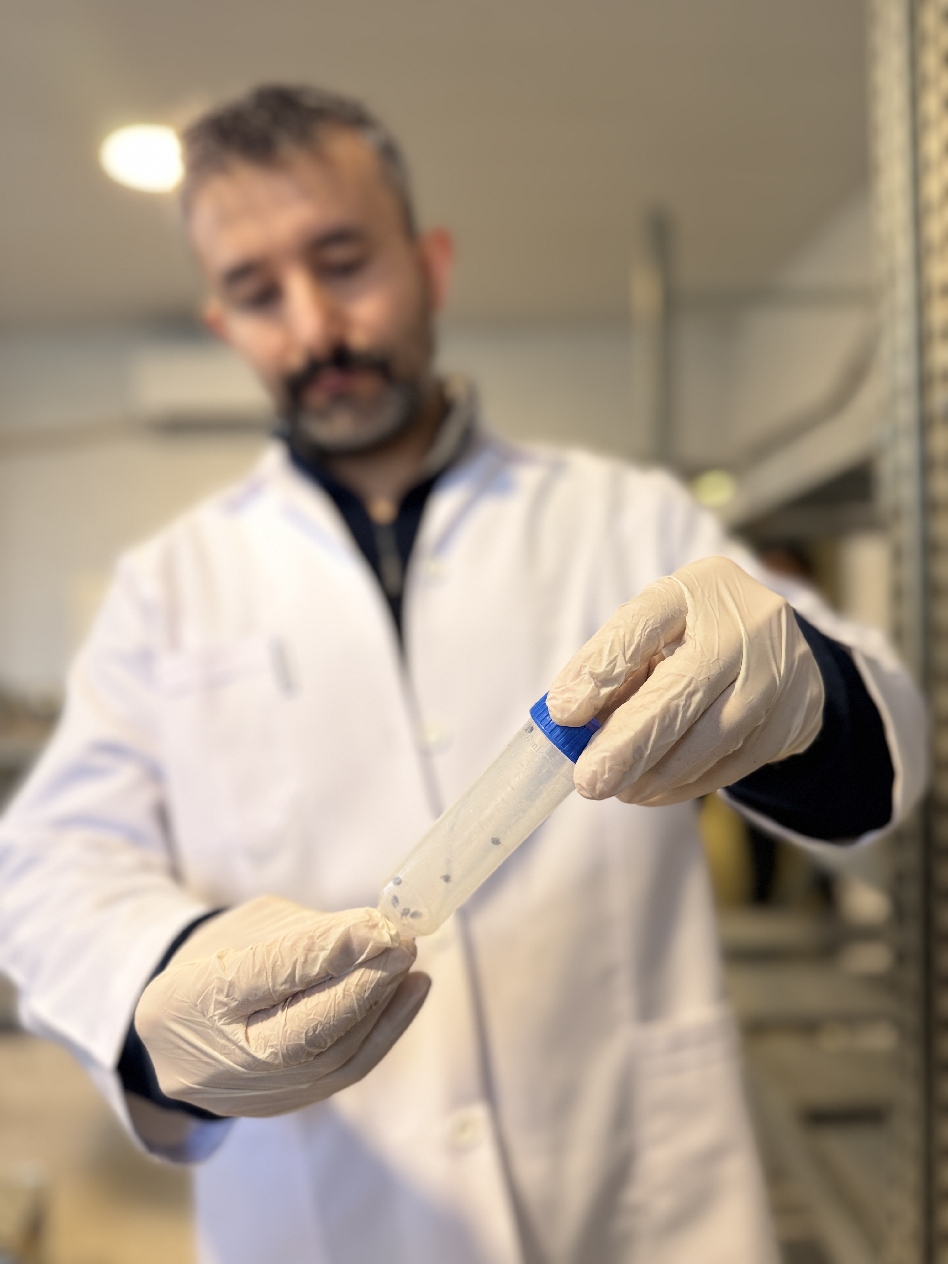 Antalya’da 6 Milyon Faydalı Böcek Narenciyeyi Koruyor (4)