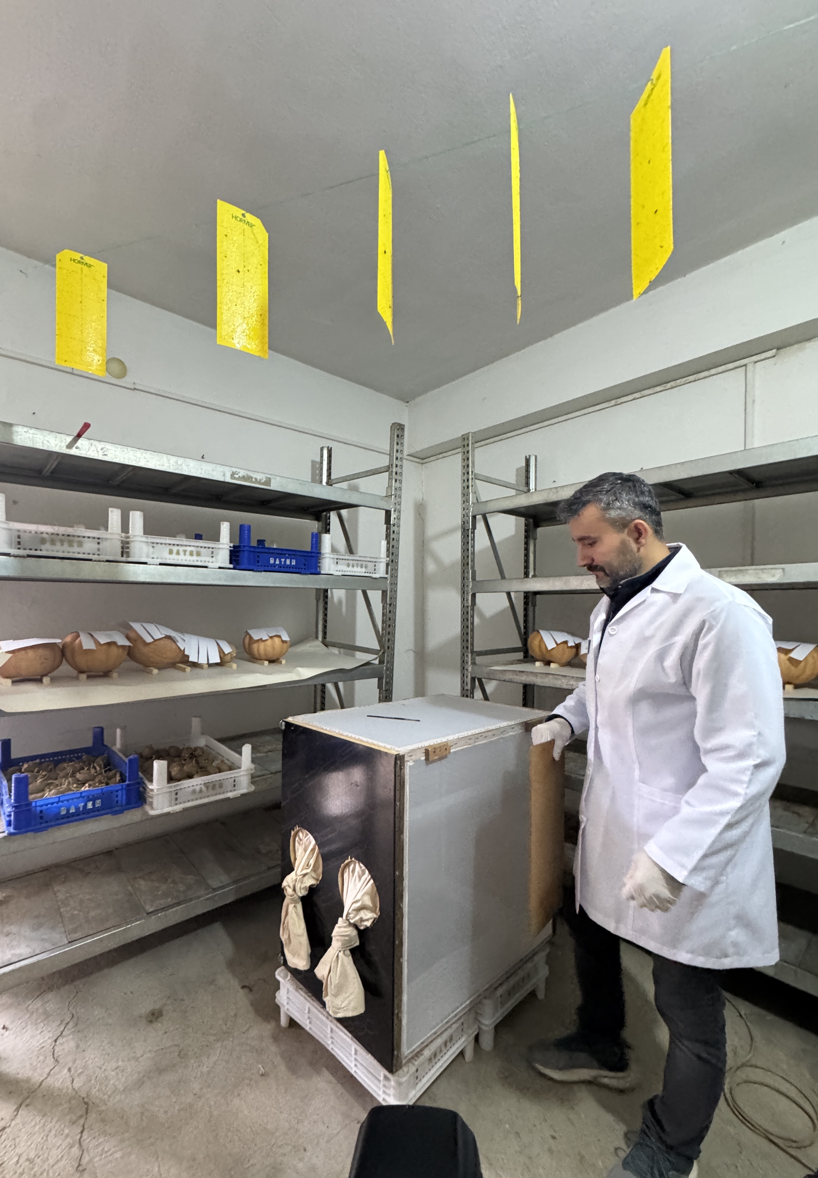 Antalya’da 6 Milyon Faydalı Böcek Narenciyeyi Koruyor (5)