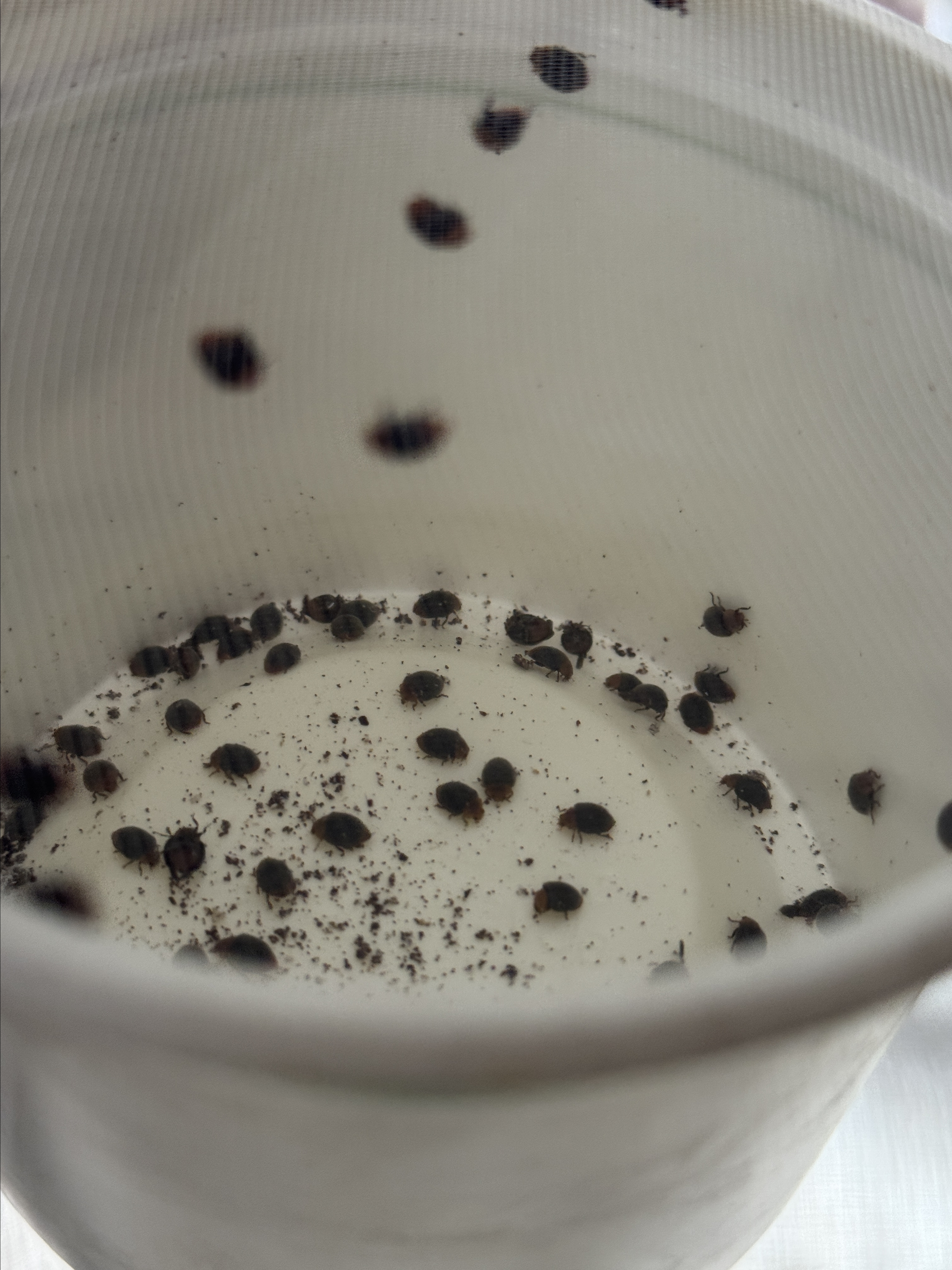 Antalya’da 6 Milyon Faydalı Böcek Narenciyeyi Koruyor (7)