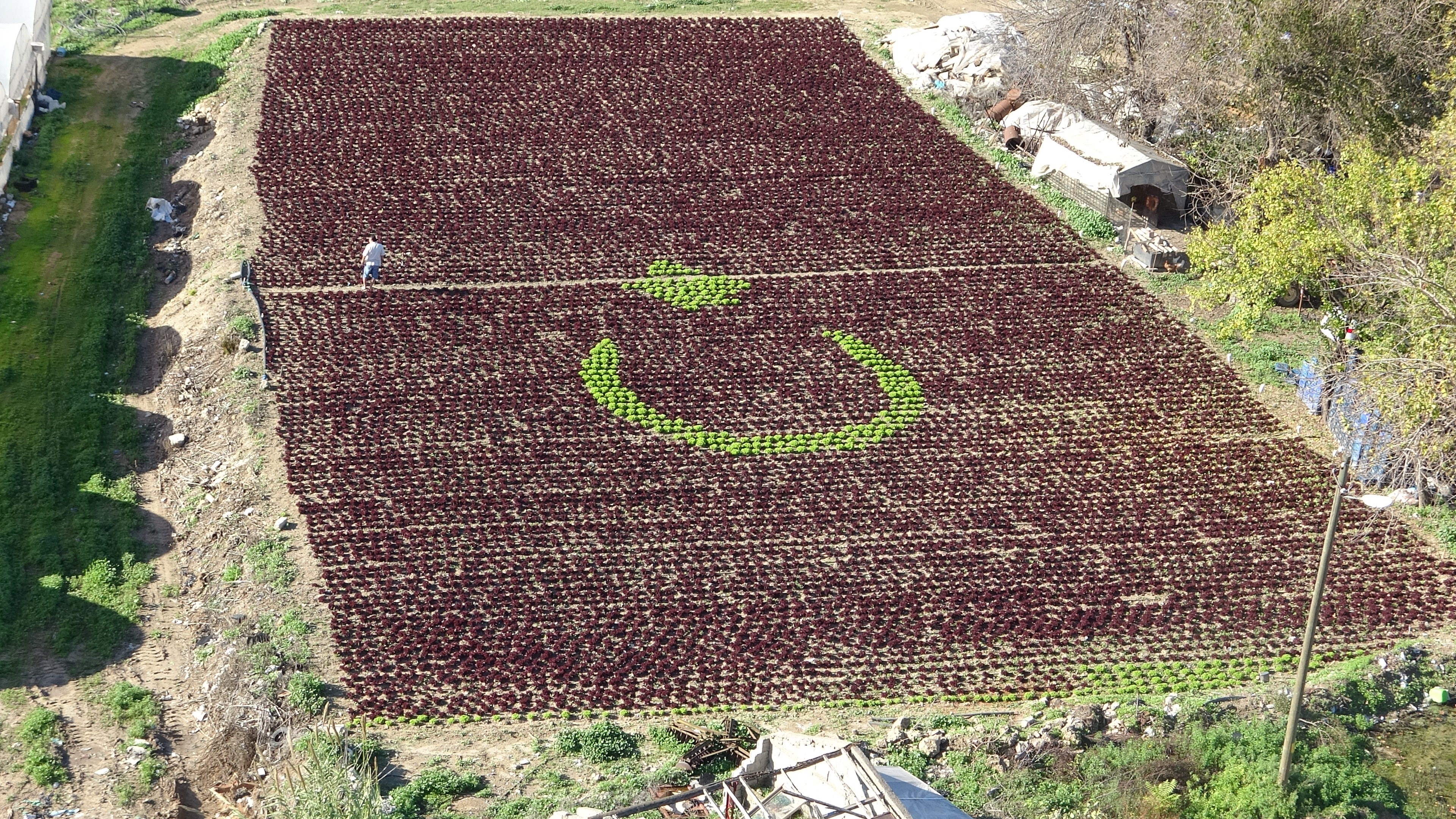 Çiftçiler 1,5 Dönüme 13 Bin Fidanla Tarlaya Türk Bayrağı (1)