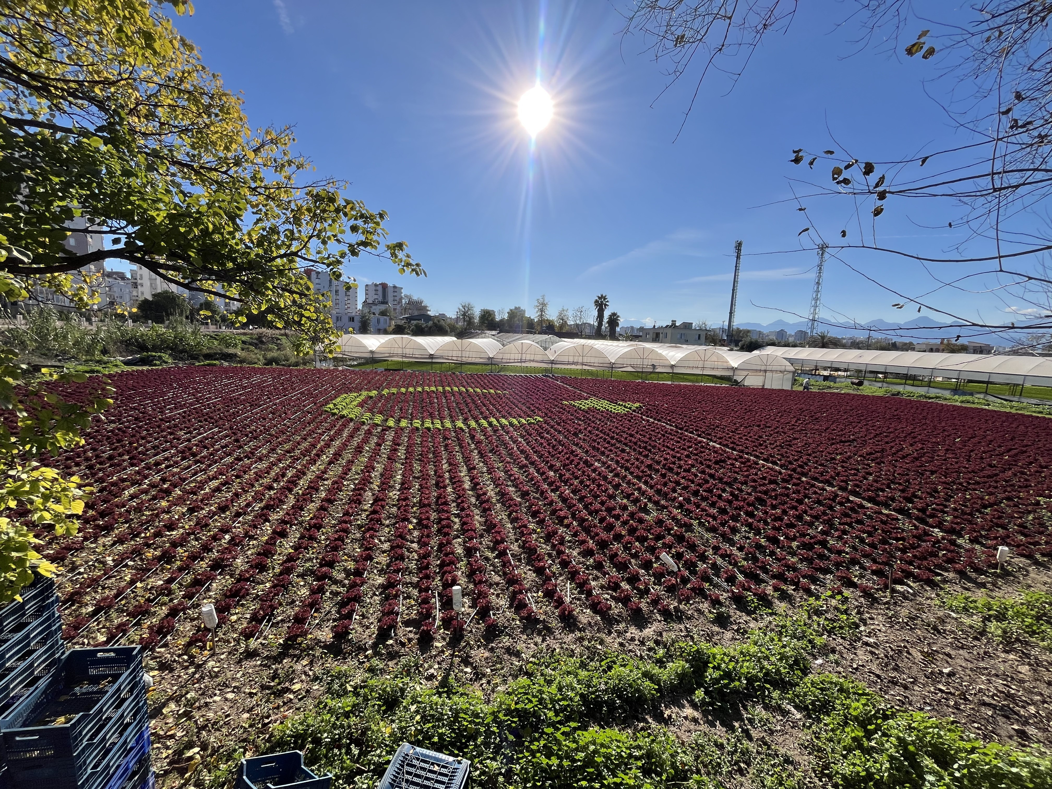 Çiftçiler 1,5 Dönüme 13 Bin Fidanla Tarlaya Türk Bayrağı (3)
