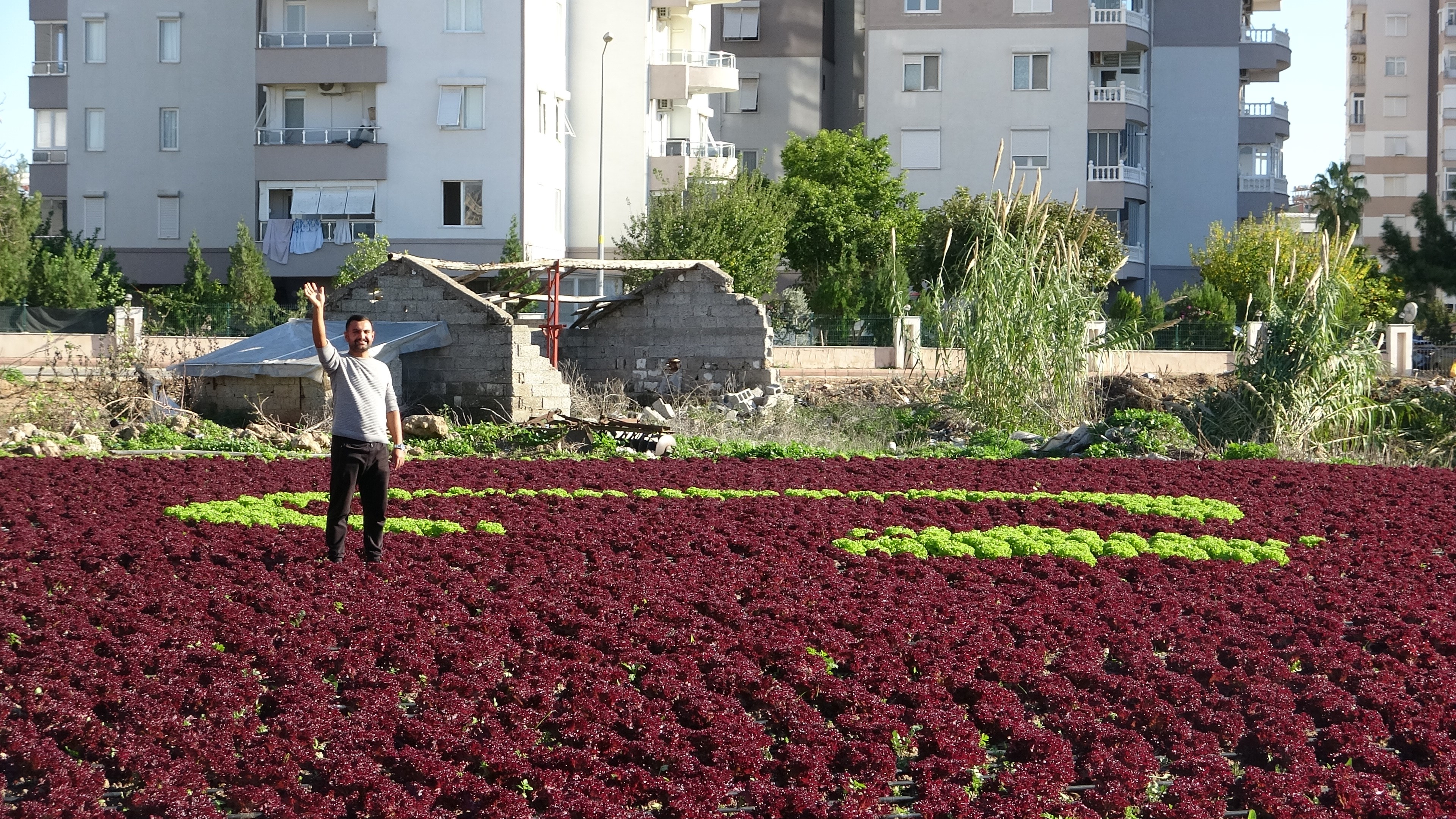 Çiftçiler 1,5 Dönüme 13 Bin Fidanla Tarlaya Türk Bayrağı (4)
