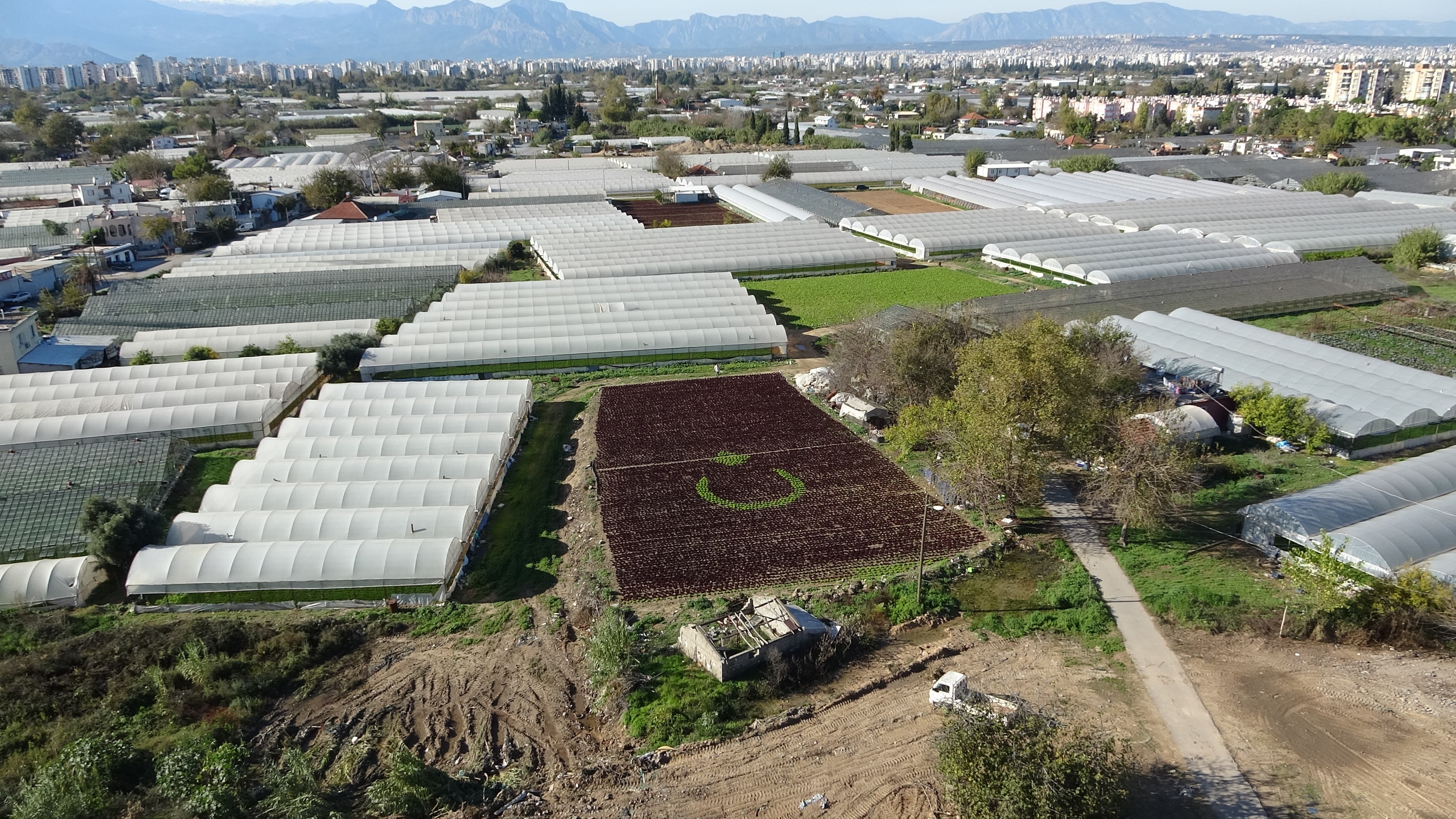 Çiftçiler 1,5 Dönüme 13 Bin Fidanla Tarlaya Türk Bayrağı (6)