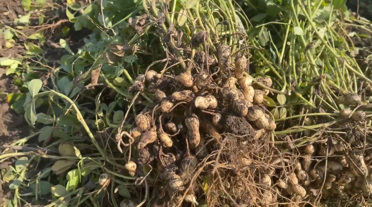 Çiftçiye İki Büyük Gelir Kapısı (4)