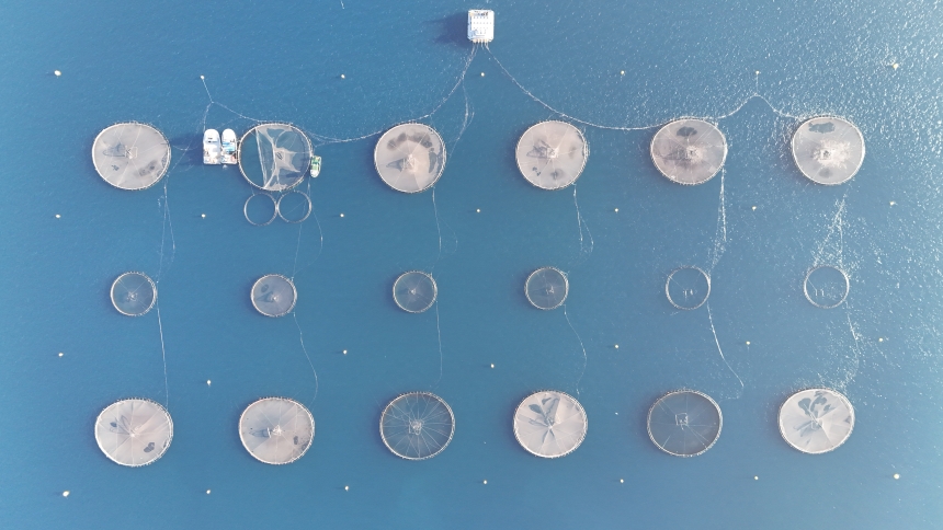 Çupralar Avrupa Yolunda