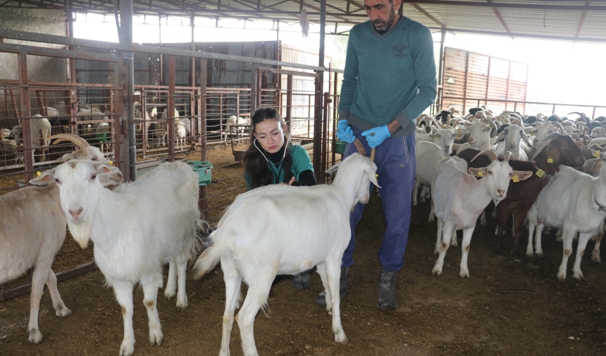 Devlet Desteğiyle Kurduğu Sürüyü İki Katına Çıkardı (2)