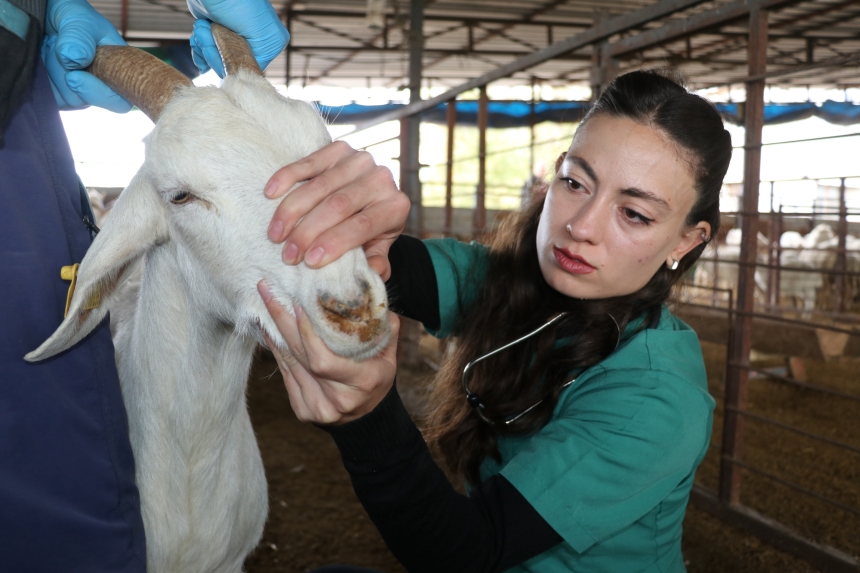 Devlet Desteğiyle Kurduğu Sürüyü İki Katına Çıkardı (3)