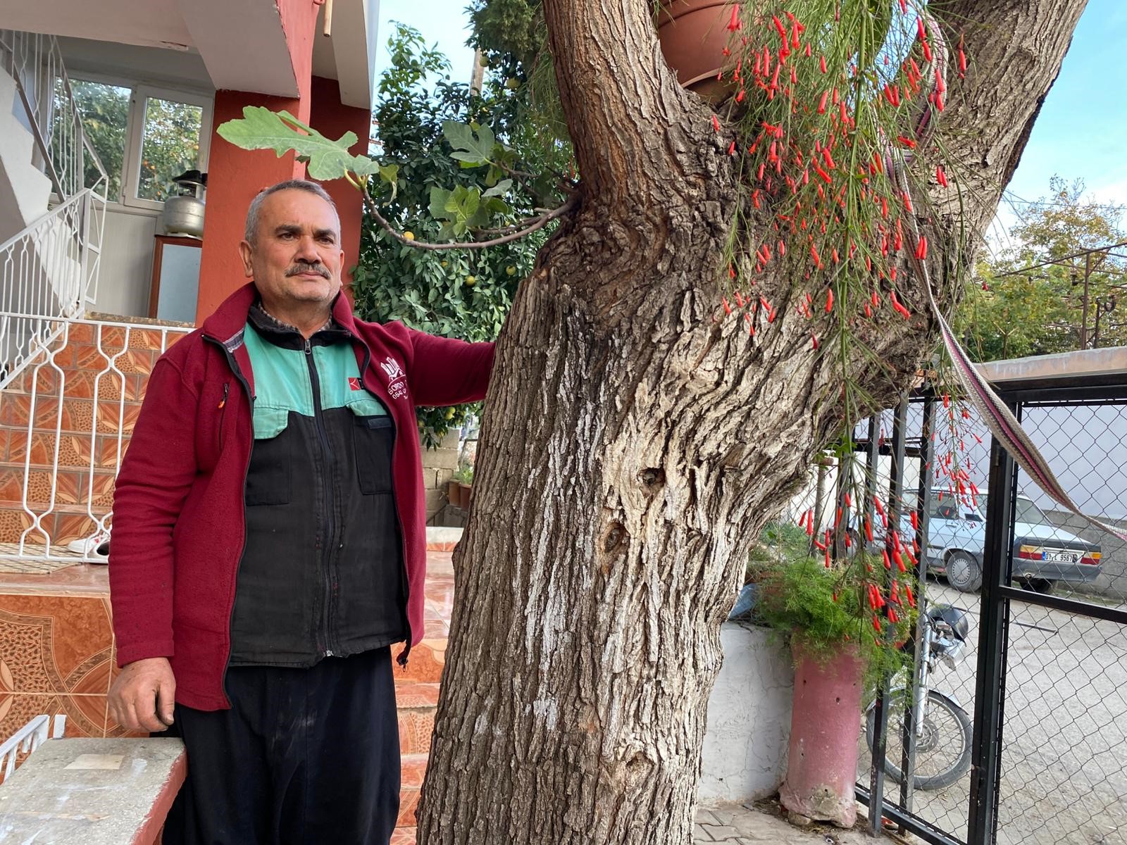 Doğa Mucizesi Düziçi'de Dut Ağacının Gövdesinde İncir (1)