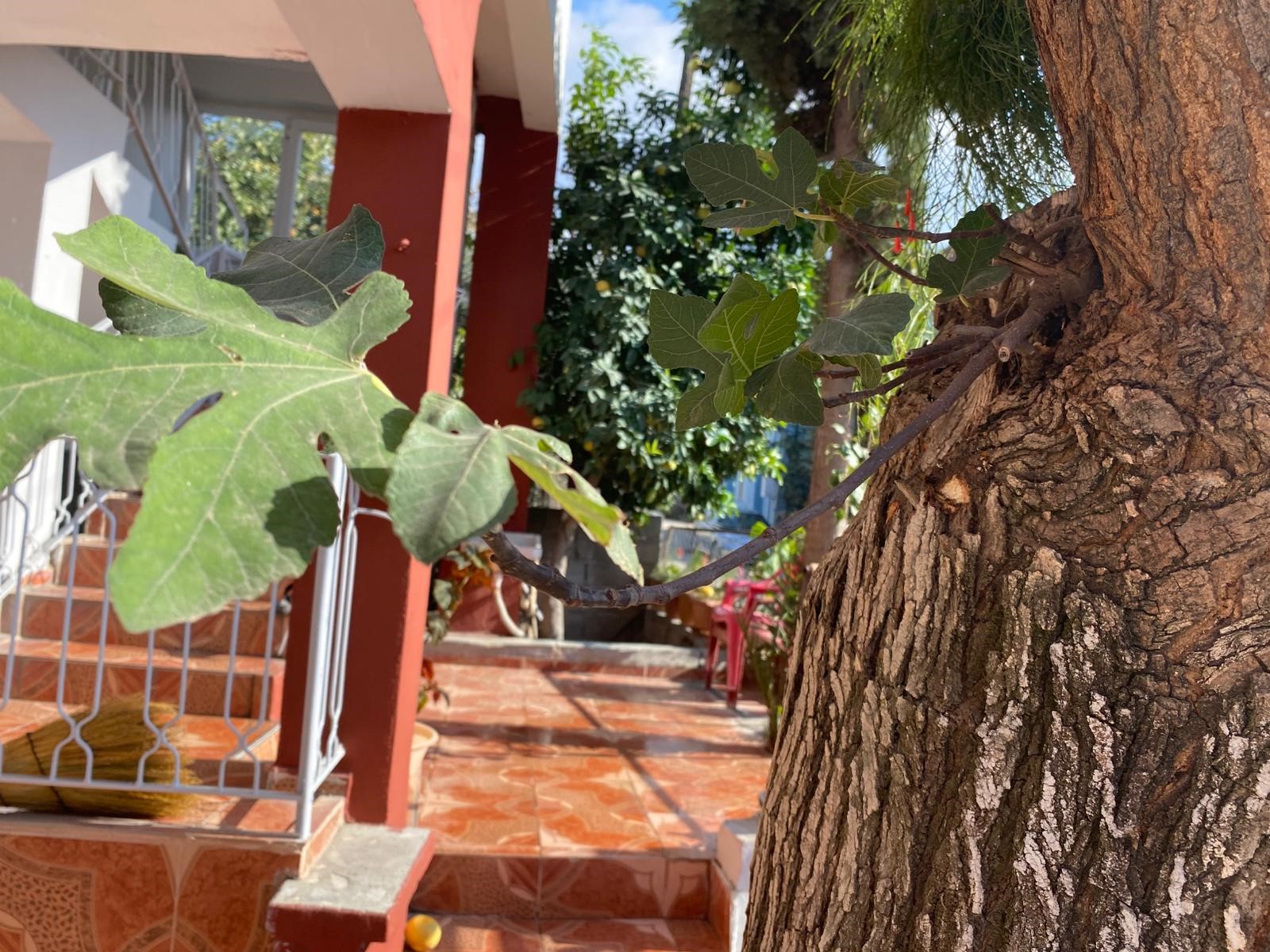 Doğa Mucizesi Düziçi'de Dut Ağacının Gövdesinde İncir (3)