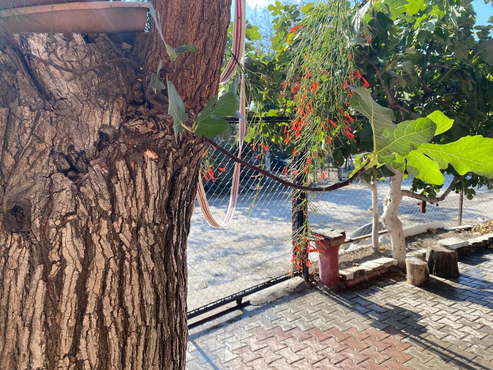 Doğa Mucizesi Düziçi'de Dut Ağacının Gövdesinde İncir (4)