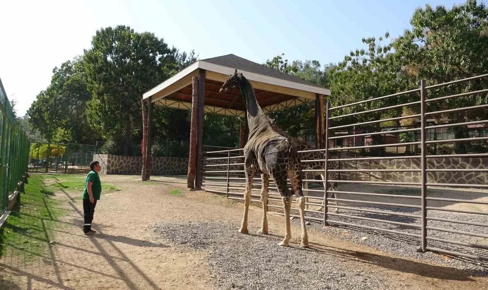 Gaziantep'in Doğal Yaşam Parkı'nın Müzmin Bekarına Veda (1)