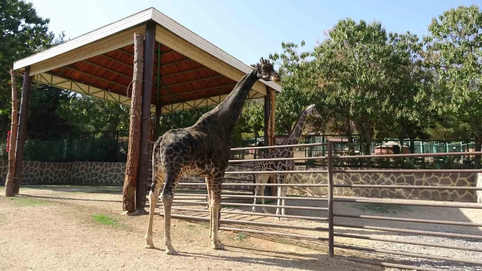 Gaziantep'in Doğal Yaşam Parkı'nın Müzmin Bekarına Veda (3)