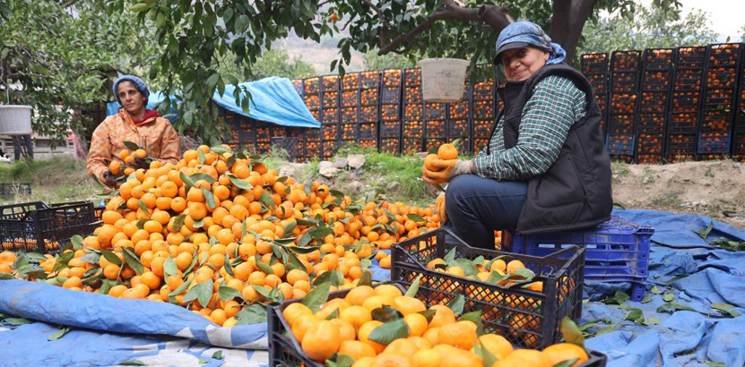 Hatay Mandalina Hasadi Fiyat Farki 3
