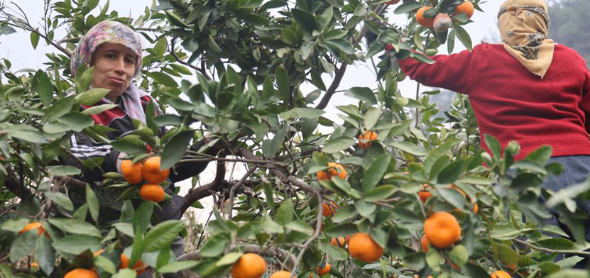 Hatay Mandalina Hasadi Fiyat Farki 4