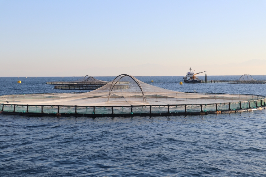 Kafes Balıkçılığında İlk Hasat