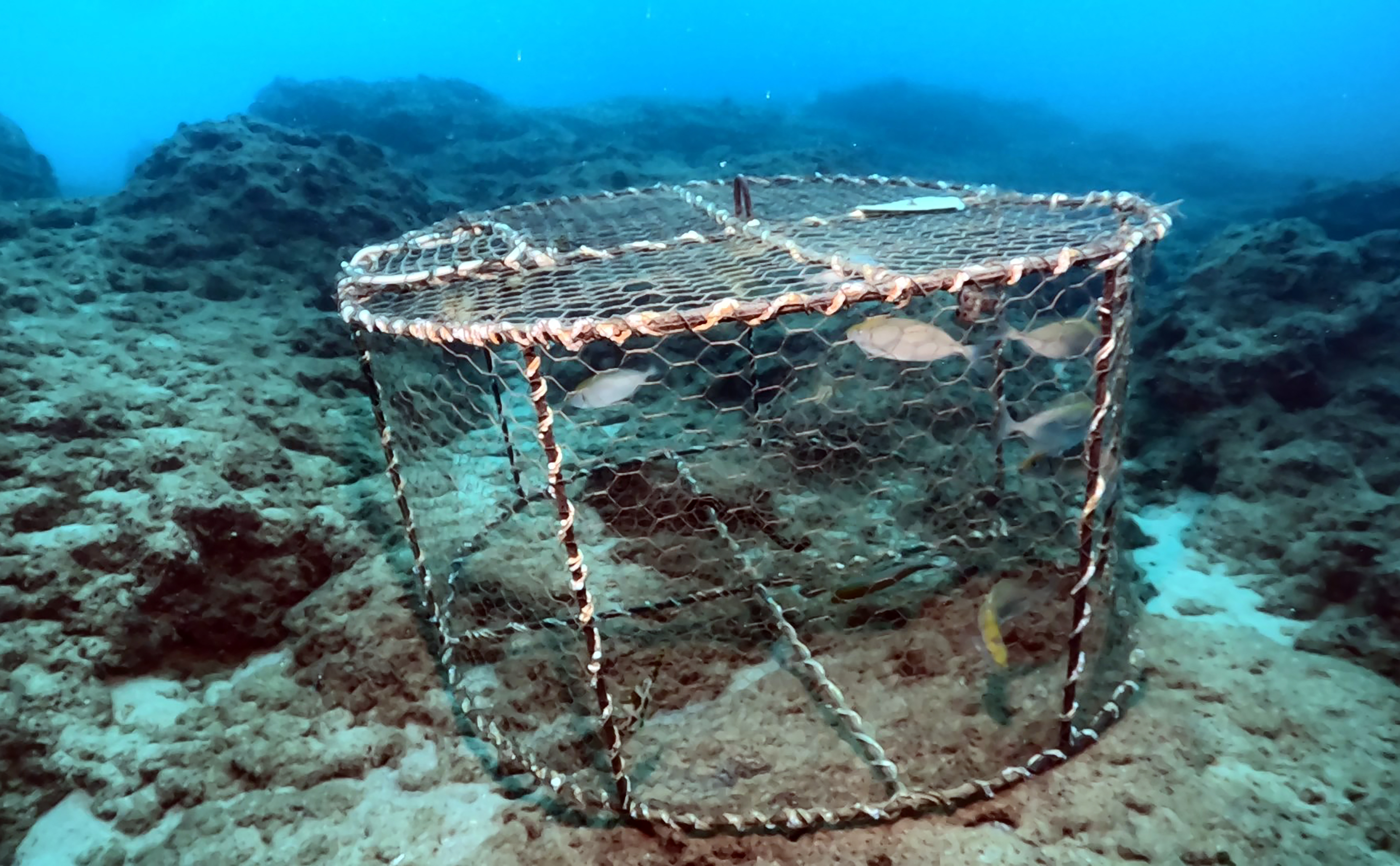 Kafes Tipi Avcılığa Sahil Güvenlik Engeli (5)