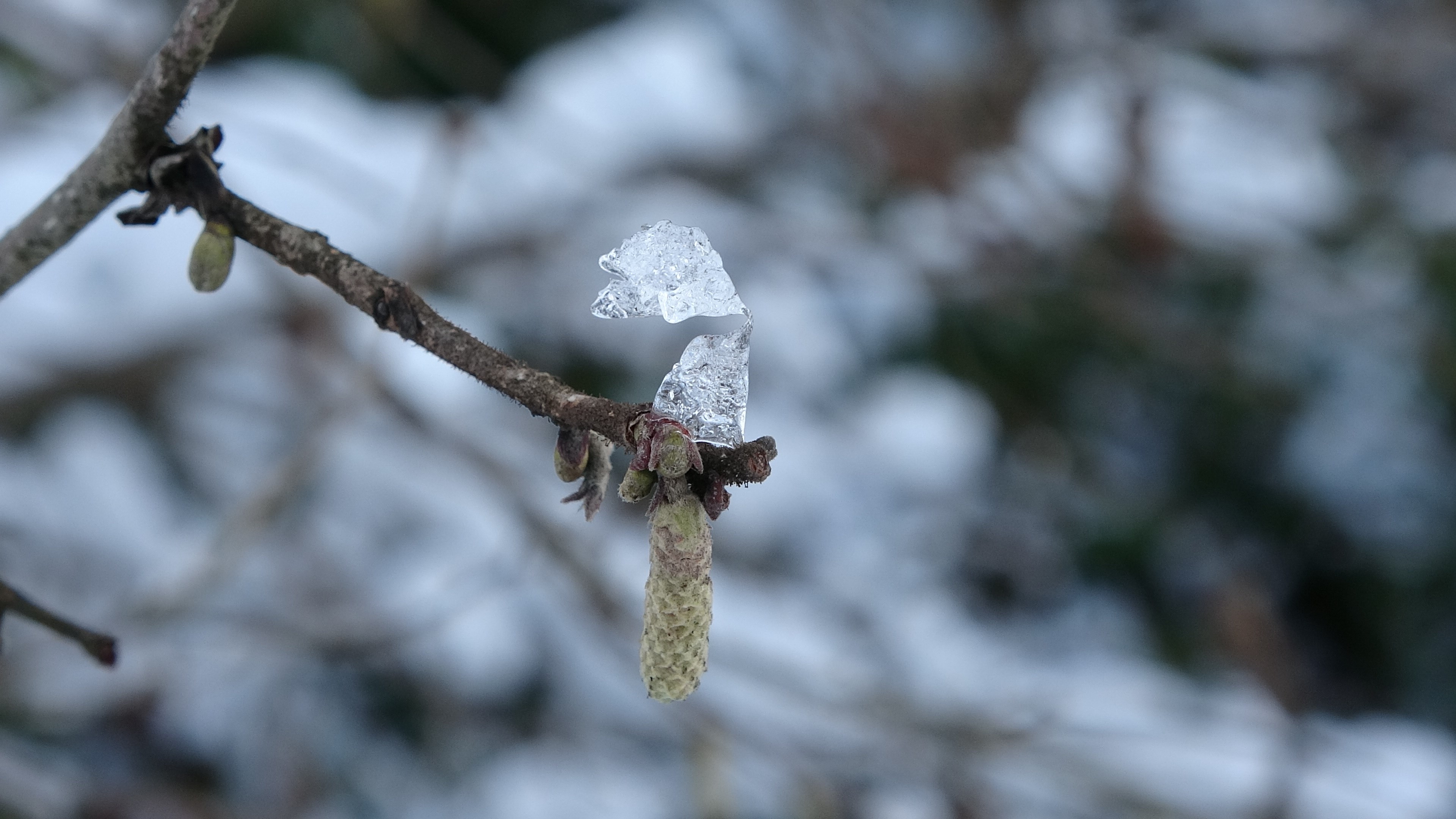 Karadeniz’de Kar Yağışı Fındığa Can Suyu Oldu (1)