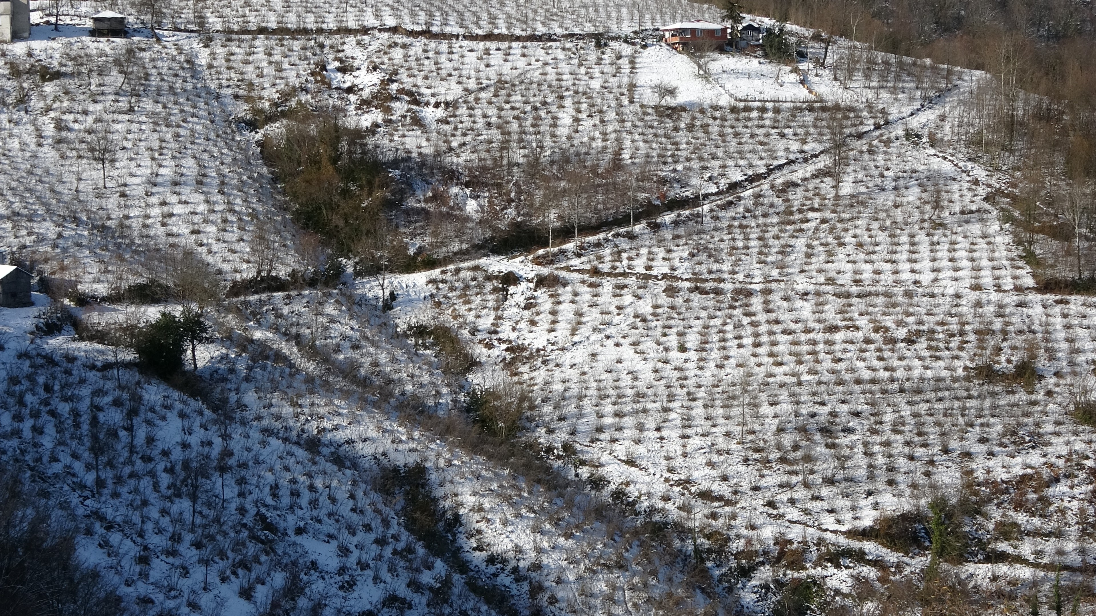 Karadeniz’de Kar Yağışı Fındığa Can Suyu Oldu (4)