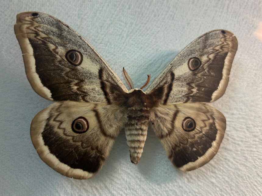 Kelebekler Neden Kayboldu Bilim Merkezi Cevabı Arıyor (1)