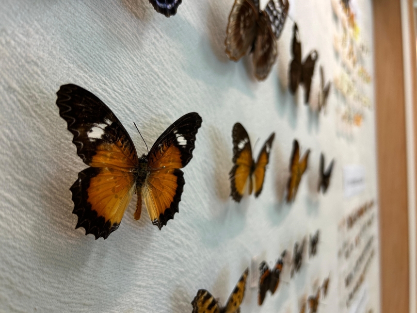 Kelebekler Neden Kayboldu Bilim Merkezi Cevabı Arıyor (10)