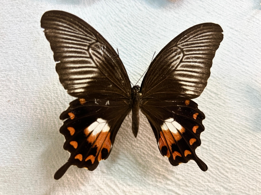 Kelebekler Neden Kayboldu Bilim Merkezi Cevabı Arıyor (7)