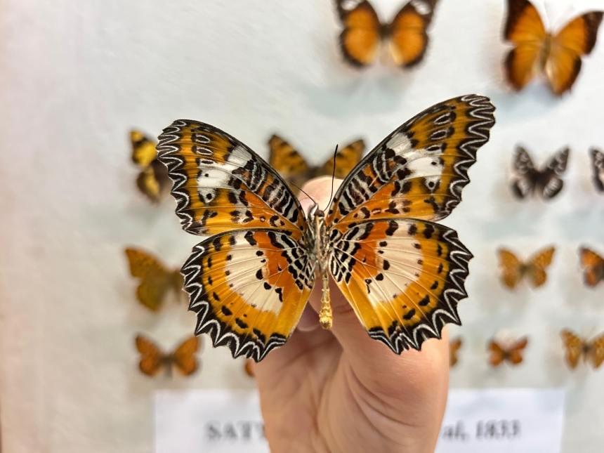 Kelebekler Neden Kayboldu Bilim Merkezi Cevabı Arıyor (8)