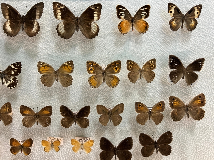 Kelebekler Neden Kayboldu Bilim Merkezi Cevabı Arıyor (9)