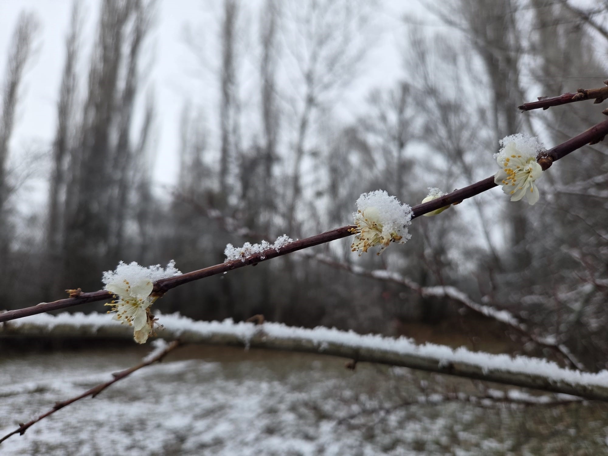 Kış Mevsiminde Çiçek Açan Ağaçlar Kar Altında Kaldı!-1
