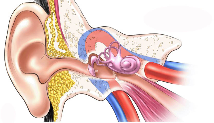 Kulak Çınlaması (1)