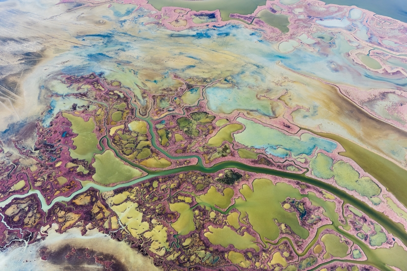 Lagün Ekosisteminde Yaşam; Yumurtalık Lagününün Zenginliği (7)