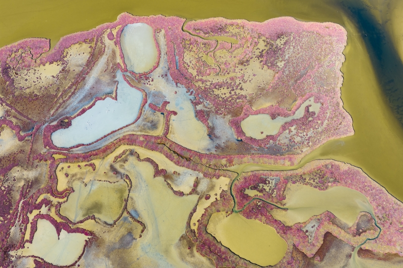 Lagün Ekosisteminde Yaşam; Yumurtalık Lagününün Zenginliği (8)