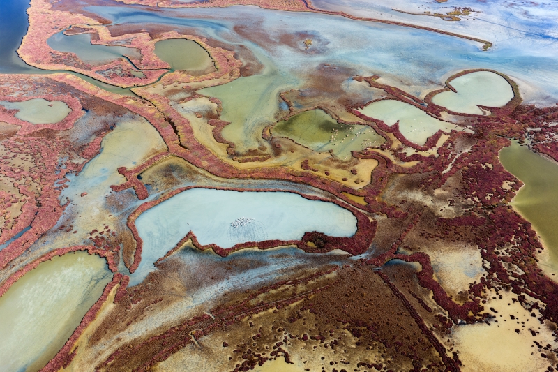 Lagün Ekosisteminde Yaşam; Yumurtalık Lagününün Zenginliği (9)