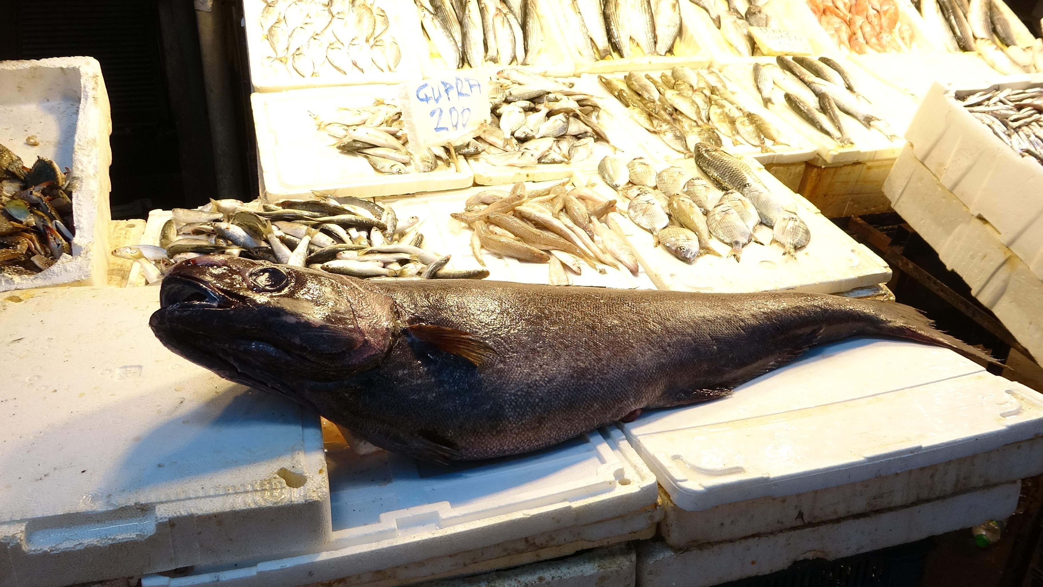 Mersin’de Okyanus Misafiri Dev Balık Tezgaha İndi (1)