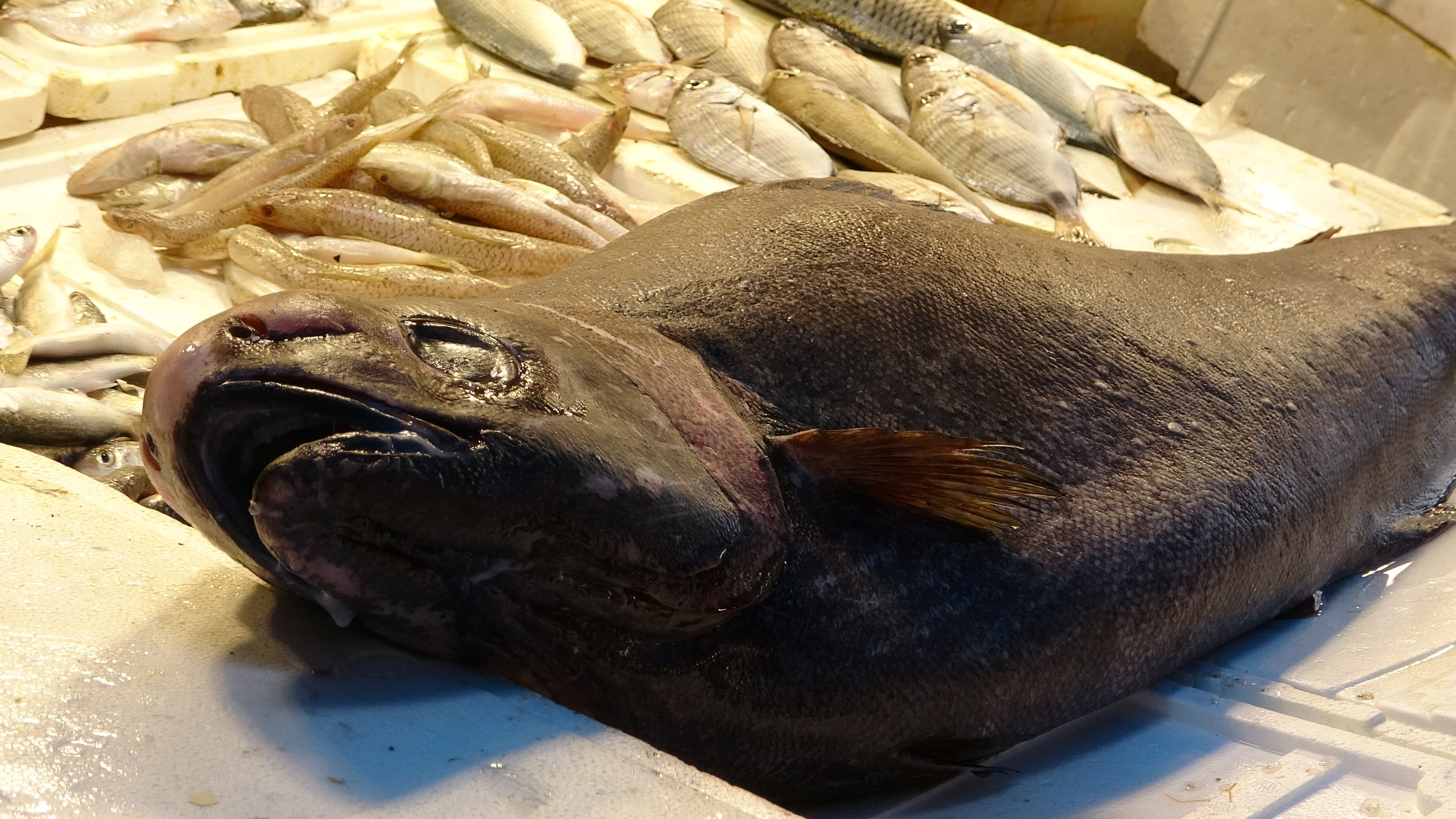 Mersin’de Okyanus Misafiri Dev Balık Tezgaha İndi (4)