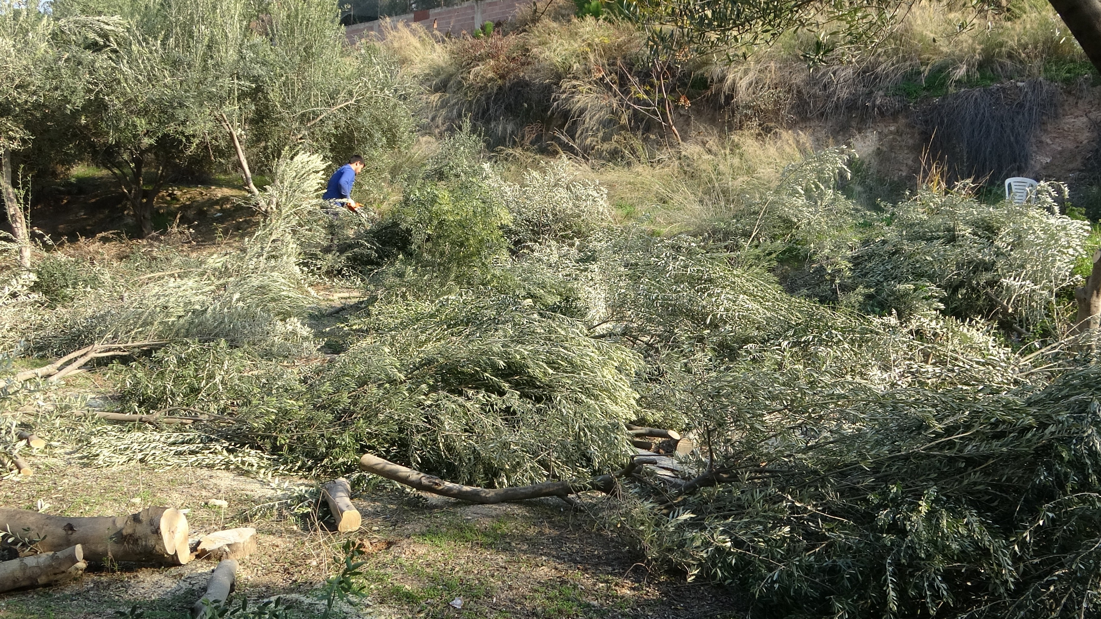 Mersin'de Toroslar’da 35 Yıllık Zeytinler Kesiliyor (1)