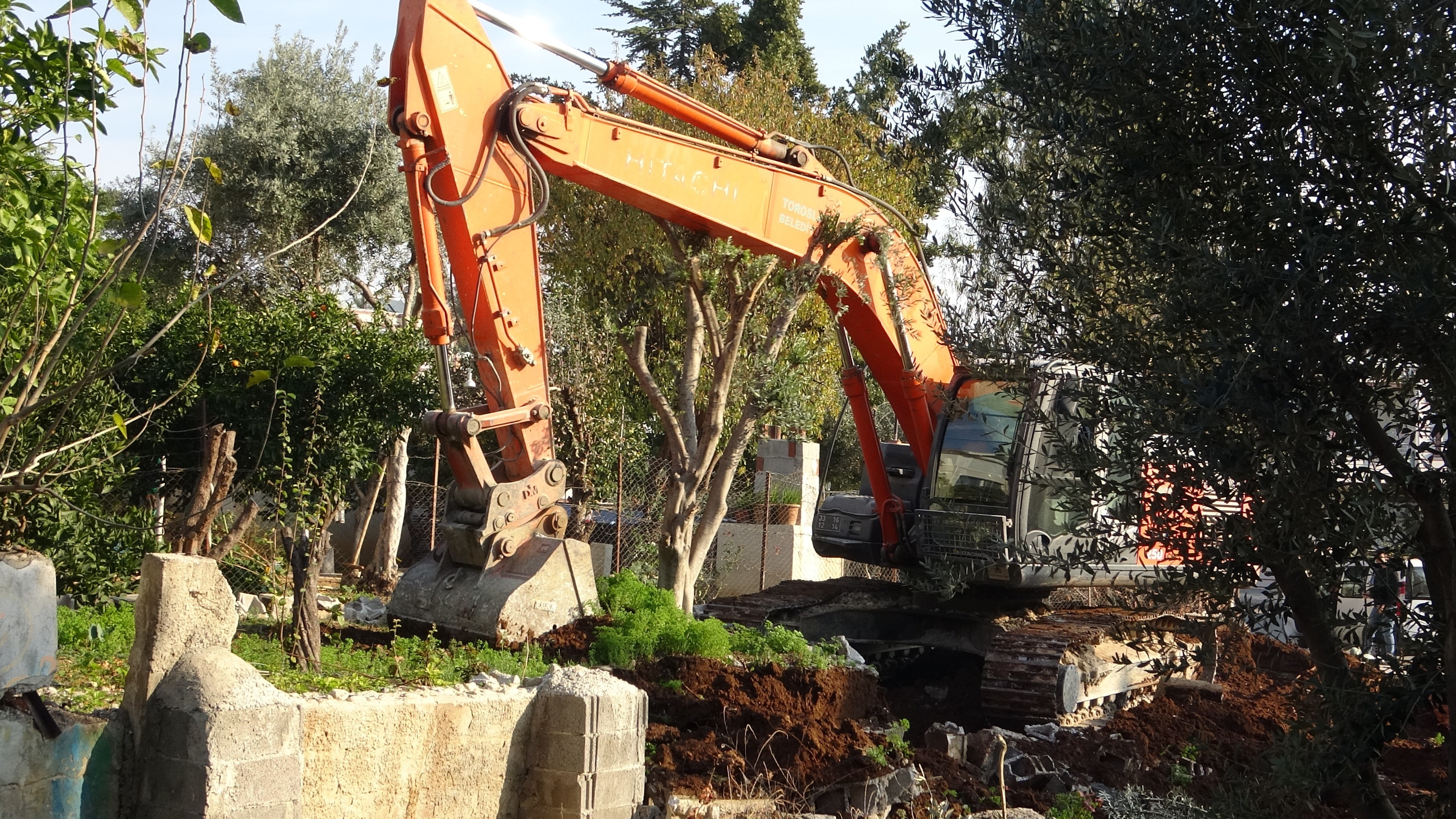 Mersin'de Toroslar’da 35 Yıllık Zeytinler Kesiliyor (2)